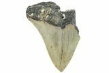 Bargain, Fossil Megalodon Tooth - Serrated Blade #295425-1